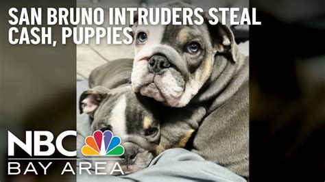 Two puppies, $20K stolen in armed home invasion in San Bruno