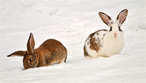 Two rabbits in the snow Snow animals, Winter animals, Rabbit