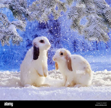 Two rabbits snow hi-res stock photography and images - Alamy