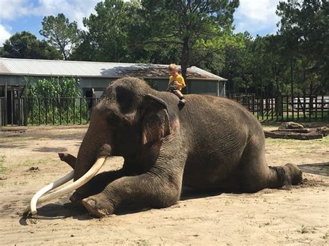 Two tails ranch. Two Tails Ranch - Elephant Facility in Williston Florida!http://allaboutelephants.com If you follow my channel then you know I have a special love for animal... 