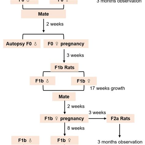 Two-Generation Reproduction Toxicity Study - OECD