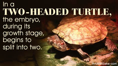 Two-headed Turtles are Simply Twice the Cuteness - Animal Sake