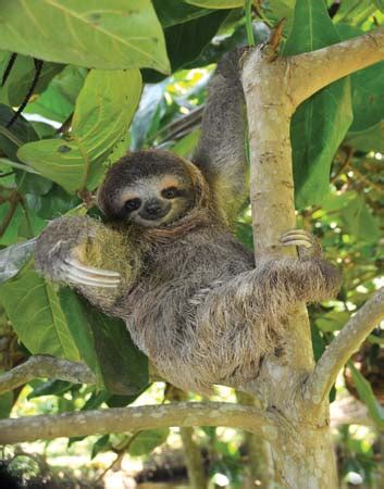 Two-toed sloth mammal Britannica