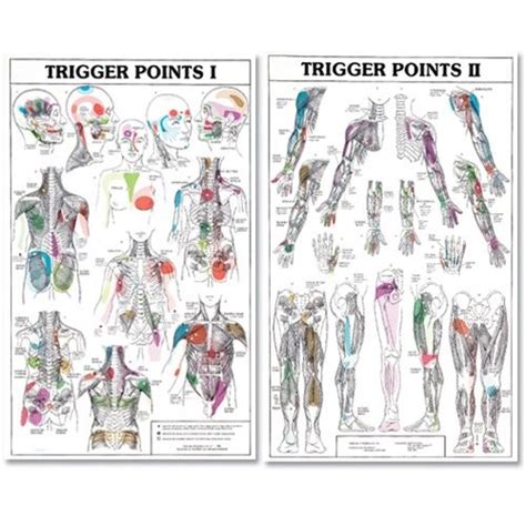 TwoPart Trigger Point Chart Set Trigger points, Reflexology foot
