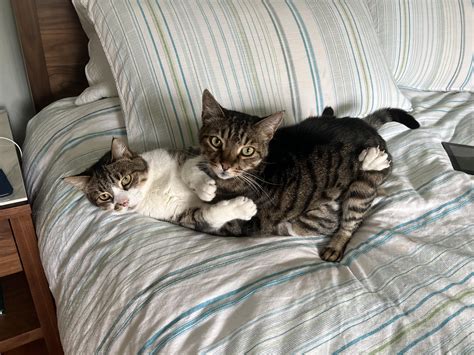 Twobrattycats Leaked PORN 76 Pics