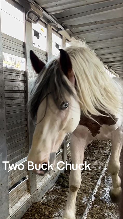 💦 Twobuckchuck Leaked +18