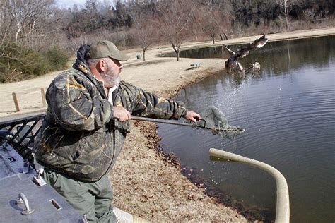 Twra trout stocking. Trout: 7 per day, no length limit. Lake Halford. Largemouth Bass: 10 fish per day, 18-inch maximum size limit. Only two (2) fish longer than 18 inches may be harvested. Bluegill/Redear: 10 fish per day, no length limit; Crappie (all species): no creel no length limit; Blue/Channel Catfish: 5 per day , 16 minimum length limit 