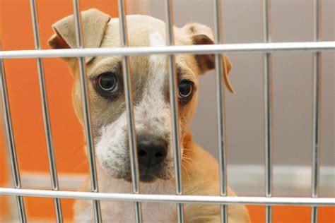Tyler animal shelter. Things To Know About Tyler animal shelter. 