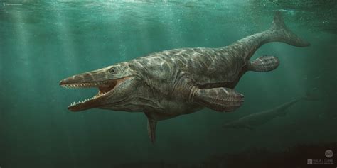 Other mosasaurs were predominantly large. Prognathodon reached about 33 feet long. Other examples include Tylosaurus and Mosasaurus, which were 33-49 ft long. Mosasaurus could reach 50 feet long and is estimated to have weighed 15 tons. It was from the Late Cretaceous and lived 70-65 mya.. 