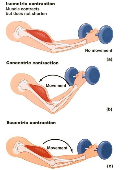 Type of Contraction and Exercise Duration