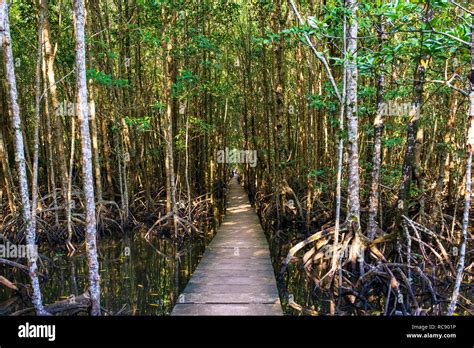 Type of forest in cambodia
