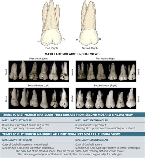 Type traits that differentiate maxillary second from first molars