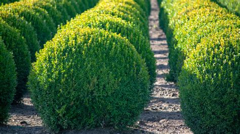 Types Of Boxwood Shrubs: A Comprehensive Guide To Varieties