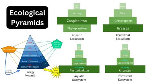 Types Of Ecological Pyramid And Explanation