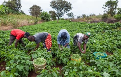 Types Of Farming and Agriculture Information Asia Farming