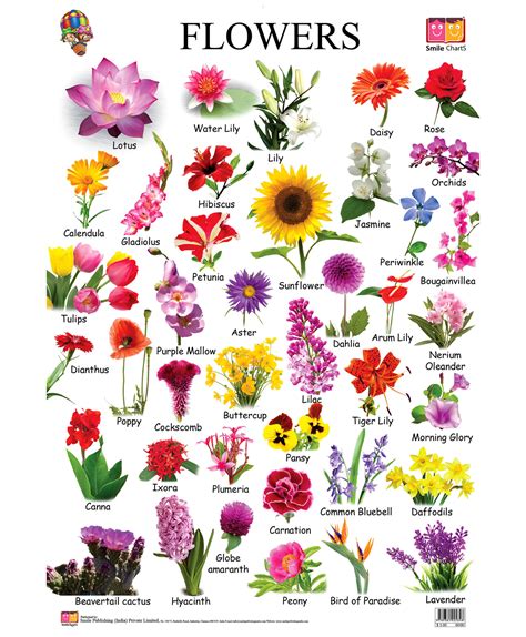 Types Of Flowers Chart Viewing Gallery