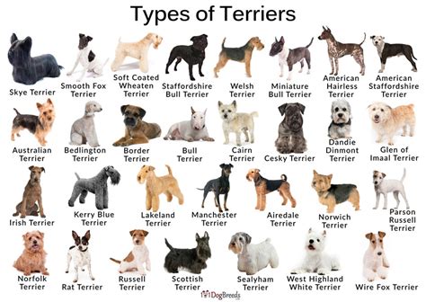Types Of Terriers Crossword