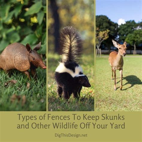 Types of Fences To Keep Skunks and Other Wildlife Off Your Yard