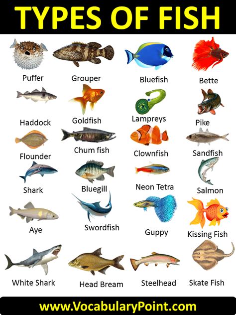 Types of Fish List of 29 Popular Fish Names with Pictures in English