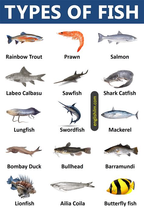 Types of Fish List of 35+ Types of Fish from All Around the World