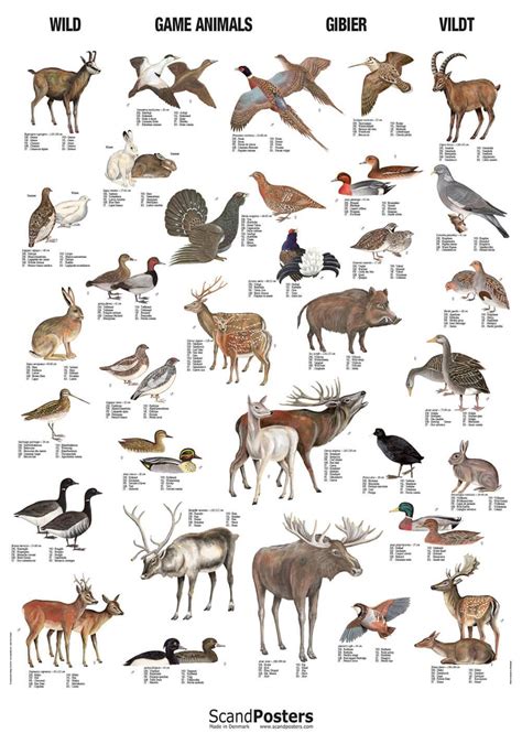 Types of Game Animals
