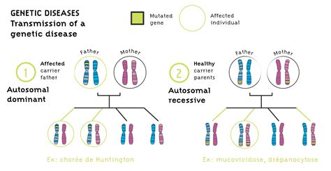 Types of Gene Mutations - Diseases Caused By Gene …