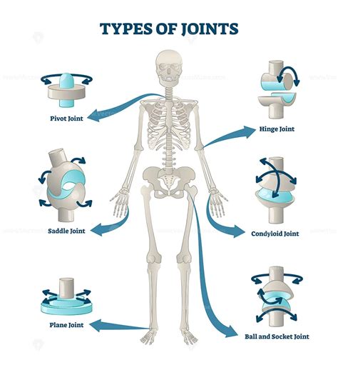 Types of Joints in the Body With Examples Joint Academy