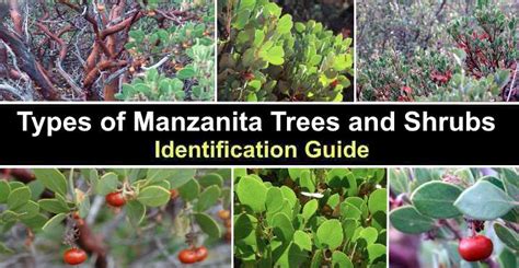 Types of Manzanita Trees and Shrubs (With Pictures) - Identification Gui…