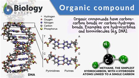 Types of Organic Compounds in Chemistry and Biology