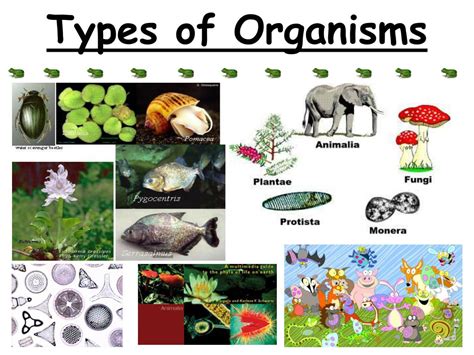 Types of Organisms