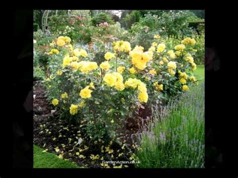 Types of Roses for Colorado - YouTube