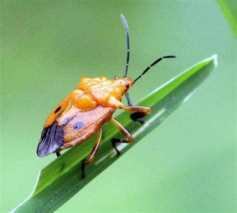 Types of Stink Bugs: Field Guide (Names & Photos)