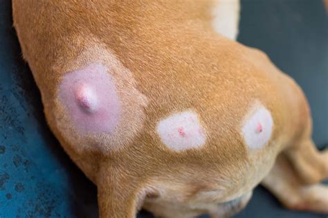 Types of Tumors Seen In Dogs & How They Are Treated