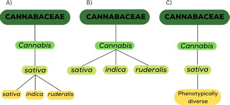 Types of Weed Cannabis Classifications Substance