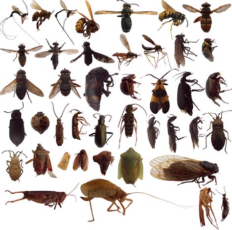 Types of bugs. Things To Know About Types of bugs. 