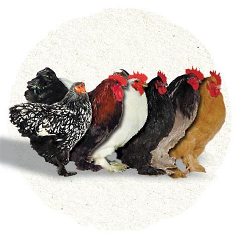 Types of chickens at tractor supply. Things To Know About Types of chickens at tractor supply. 