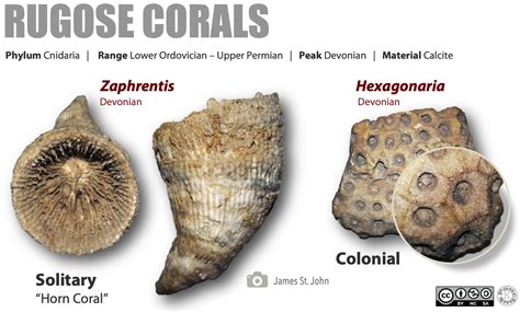 Corals are colonial or solitary, and both secrete calcium carbonate skeletons of various sizes and shapes that are characteristic of each species. Coral fossils .... 