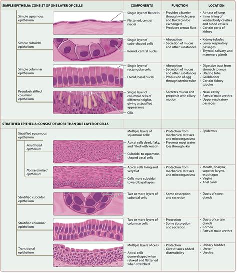 Types of epithelium MEDizzy