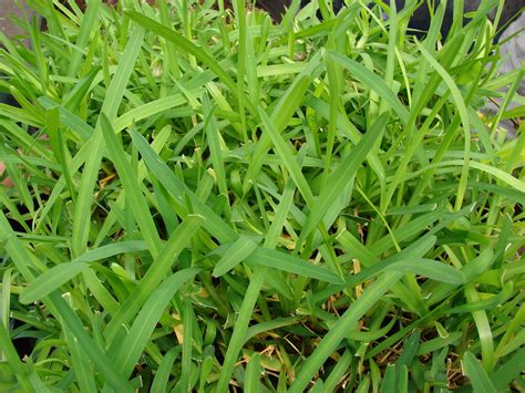 Types of grass in florida. There are several types of grass that do well in Florida so you have more than one option to choose from. The most common grass used in Florida is St. … 