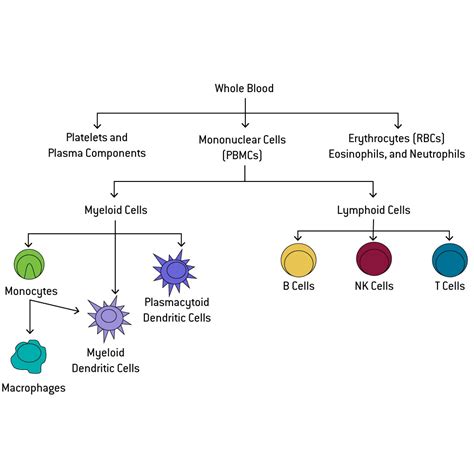 Types of immune cells present in human PBMC