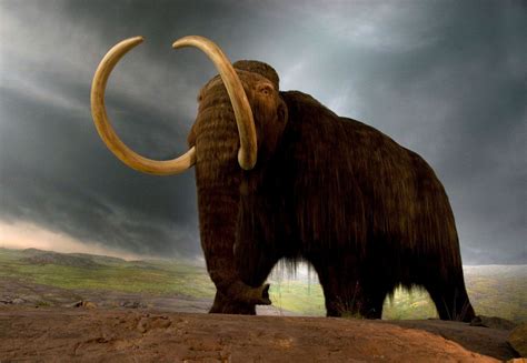 Dinosaurs. From Giant Steppe to Pygmy Mammoth. The mammoth is one of the iconic mega beasts that walked the earth. Although several species of mammoth evolved their extinction along with other mega beasts is a …. 