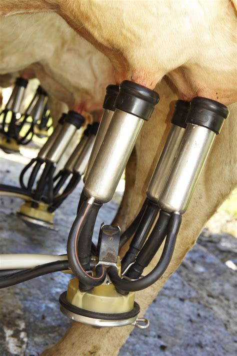 Tandem. This method of milking parlor design deployment closely follows the …. 