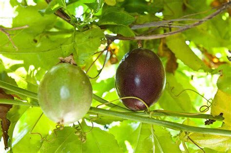 The fruit has a rich-aromatic flavor. Weighs approximately 35-50 grams. Round in shape. Diameter of the purple passion fruit variety is approximately 5 cm. As the fruit approaches maturity and ripening, it turns from green to deep purple color. The purple passion-variety has an average juice content of between 30-35%.. 