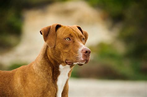 Types of pitbull breeds. Breed Overview. Group: Terrier. Height: 17 to 18 inches (female), 18 to 19 inches (male) Weight: 40 to 55 pounds (female), 55 to 70 pounds (male) Coat: Short, stiff fur. Coat Color: Variety of colors, including black, brown, blue, fawn, red, and liver; brindle and/or white markings also possible. Life Span: 12 to 16 years. 