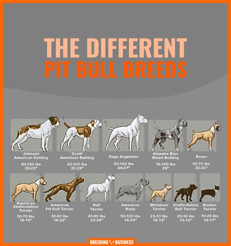 Different Types of Pit Bulls. In addition to having a million and one names for the breed, pit bulls can be broken down further by other terms used to describe their appearance. ... Specifically, his arousal levels are off the charts! Pitties are known for easily being able to go from 0 to 50 in terms of arousal level, and that definitely .... 