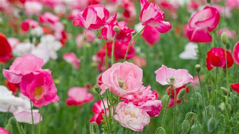 Types of poppies – 16 of the most beautiful annual varieties