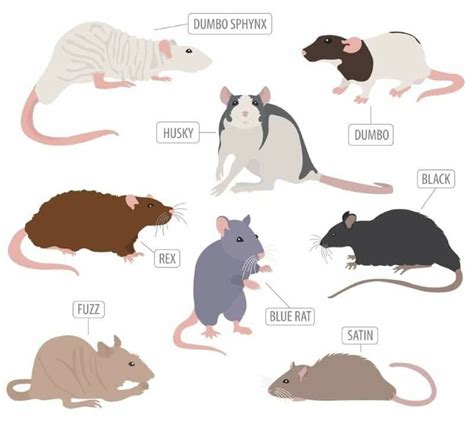 Types of rats.  Learn what each type of rat vibration means and when to be conce...