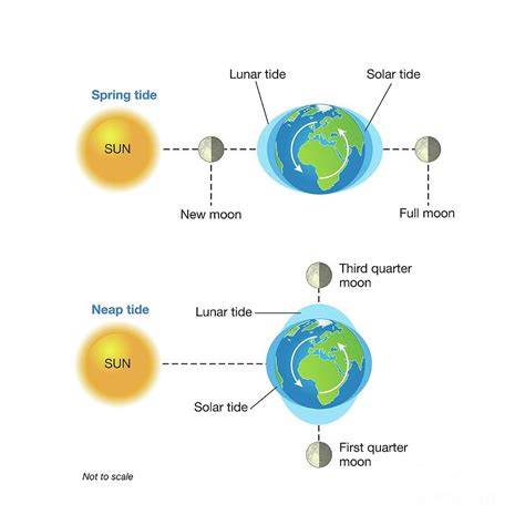 Types of tides diagram.  Tidal amplitudes, the contrast between spring an...