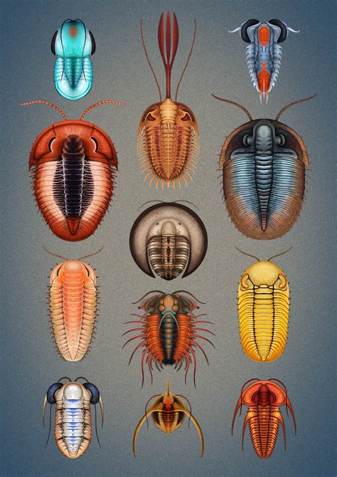 Types of trilobites. Things To Know About Types of trilobites. 
