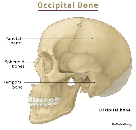 TypesofOccipitalBoneForms